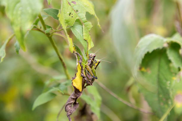 istock Grasshoppers of Mexico. 686784116