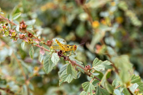 istock Grasshoppers of Mexico. 686786506