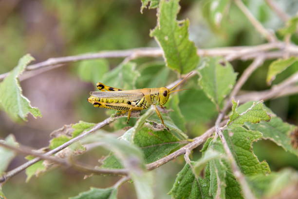 istock Grasshoppers of Mexico. 686789606
