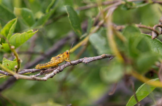 Grasshoppers of Mexico.