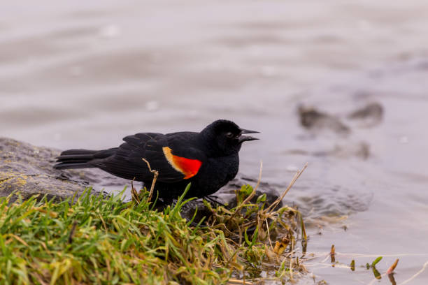 istock Red winged blackbird feeding on the lakeshore in Lachine Quebec Canada. 686789886