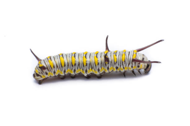 istock Mature Monarch Caterpillar isolated on white 686789930