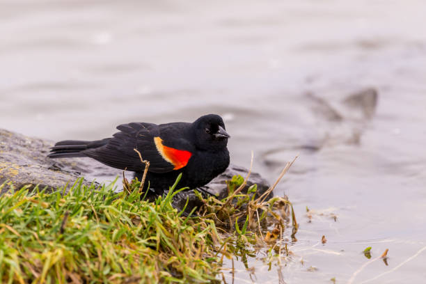 istock Red winged blackbird feeding on the lakeshore in Lachine Quebec Canada. 686789976