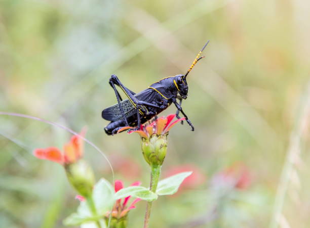istock Horse lubber grasshopper. 686790010