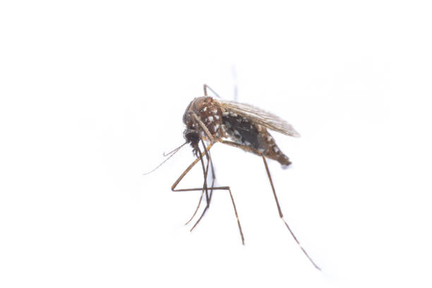 istock close-up or macro of a Mosquito on a white background 686790034