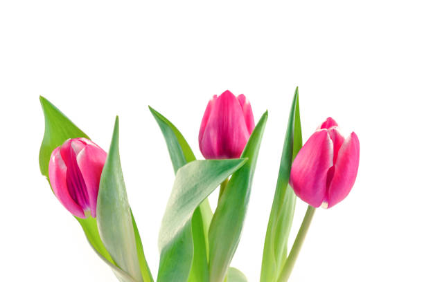 istock Pink tulip flowers 686795012