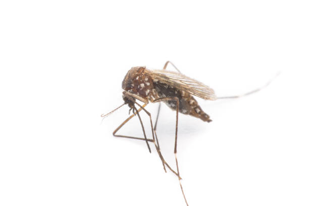 istock close-up or macro of a Mosquito on a white background 686795018