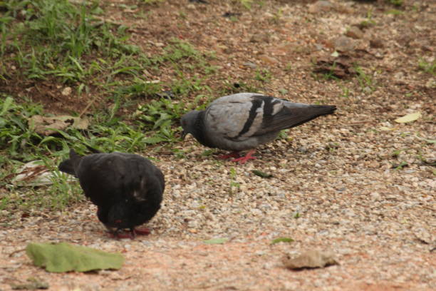 istock Rock Pigeon - Columba livia 686795058