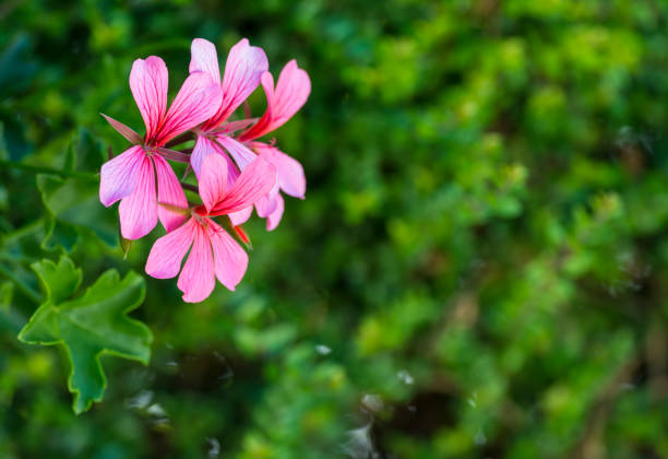 istock Pink flowers on green background 686798240