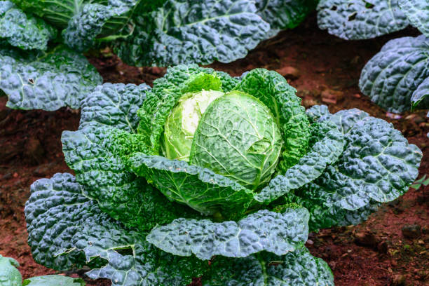 istock Close up of organic savoy cabbage in field. 686806528
