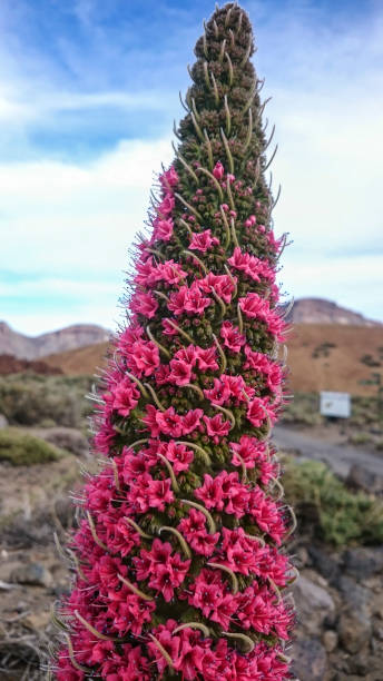 tejinaste rojo o tenerife bugloss ('torre dei gioielli', monte teide bugloss) - tenerife spain national park may foto e immagini stock