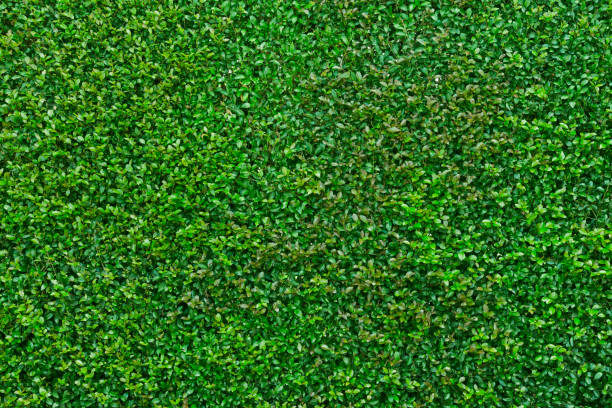 istock green nature garden hedge background 686809992