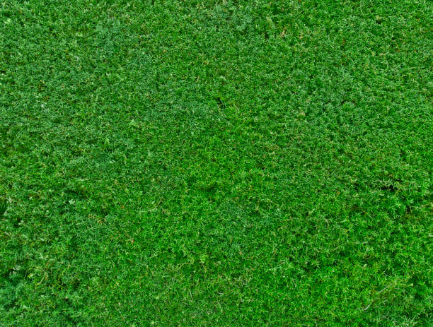 istock green nature garden hedge background 686810016