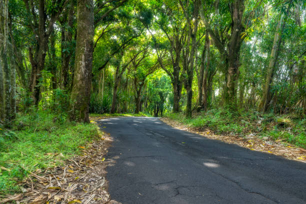 istock Canopy of trees over road 686812726