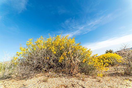 A blooming tickweed bush in Joshua Tree National park grown vibrantly after weeks of rain.