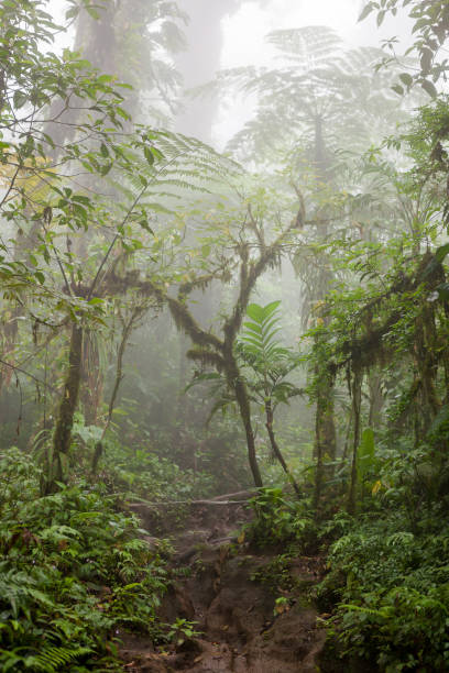 istock Deep in lush foggy rainforest 686815238