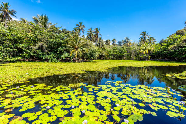 istock Tropical pond with aquatic flowers 686815430