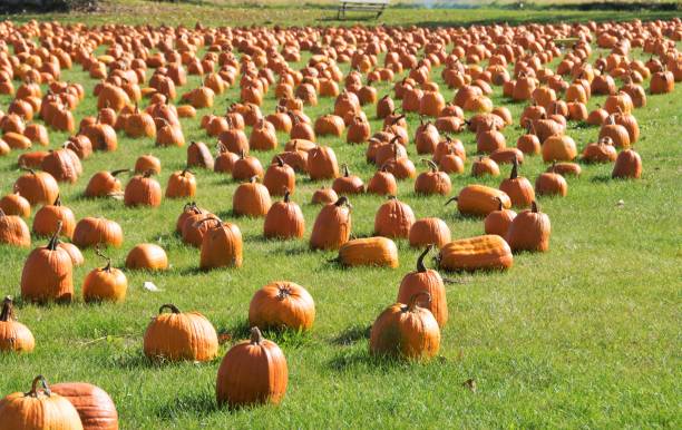 istock Pumpkins for Sale 686815594
