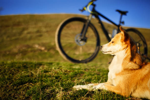 sitting dog and mountain bicycle with field and blue sky background