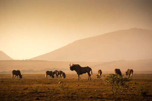A group of Wilderbeest are grazing on the grassy plains of the Western Cape in South Africa. Shot in April 2017 during fall.