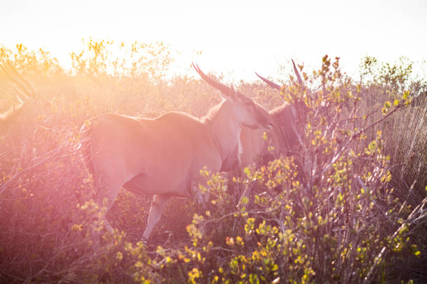 A herd/group of Eland - a type of antelope - are walking through the grassy plains of the Western Cape in South Africa. Shot in April 2017 during fall.