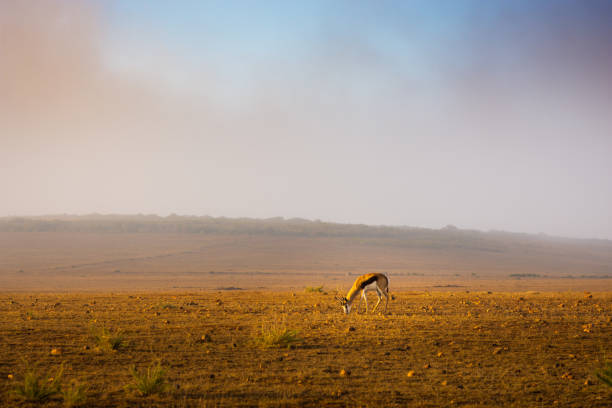 A single Springbok is grazing on the grassy plains of the Western Cape in South Africa. Shot in April 2017 during fall.