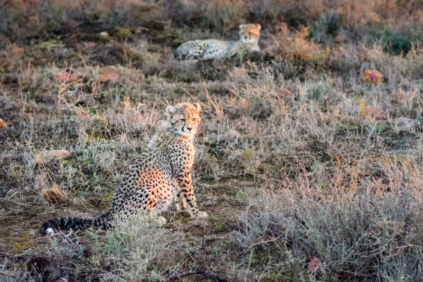 istock South African Cheetah cubs resting in grass 686822320