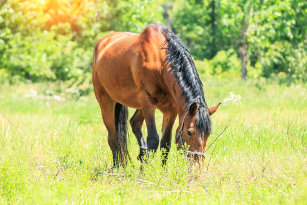 istock Horse eating grass in a meadow 686822336