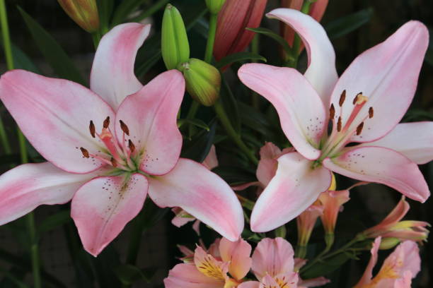 istock Lily of flowers 686829428