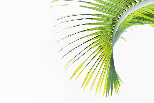 folhas verdes de palmeira - palmleaf - fotografias e filmes do acervo