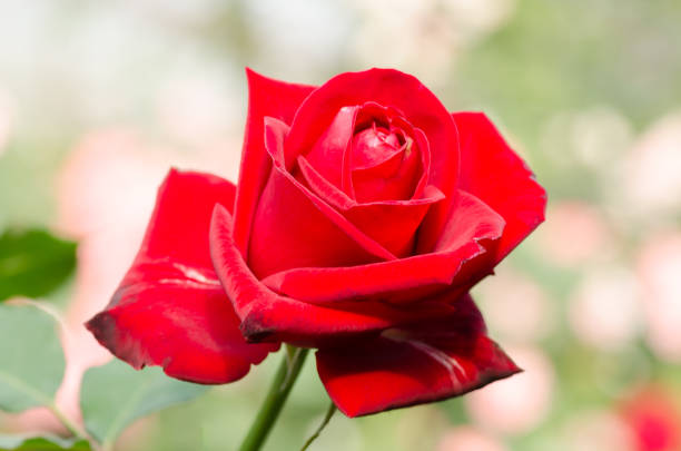 istock Red rose flower blossom in a garden 686830988