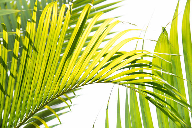 folhas verdes de palmeira - palmleaf - fotografias e filmes do acervo
