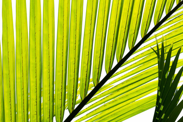 folhas verdes de palmeira - palmleaf - fotografias e filmes do acervo