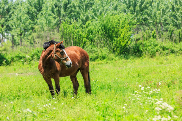 istock Horse on a green grass,country farm scenery 686831440