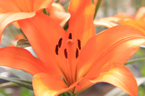 istock Lily of flowers 686831472
