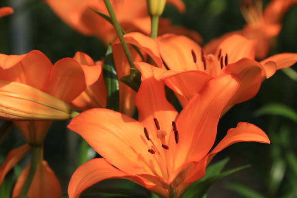 istock Lily of flowers 686833960