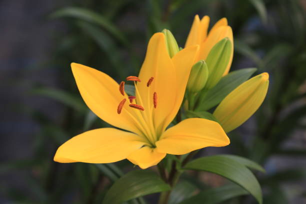 istock Lily of flowers 686834114
