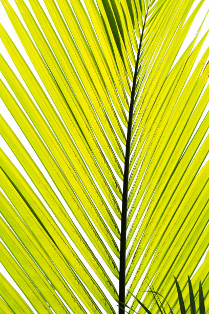 зеленые листья пальмы - palmleaf стоковые фото и изображения