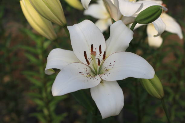 istock Lily of flowers 686837626
