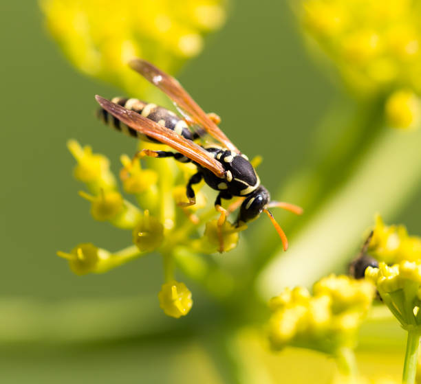 istock Wasp on yellow flower in nature 686837706