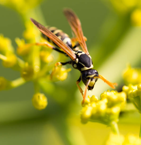 istock Wasp on yellow flower in nature 686837762