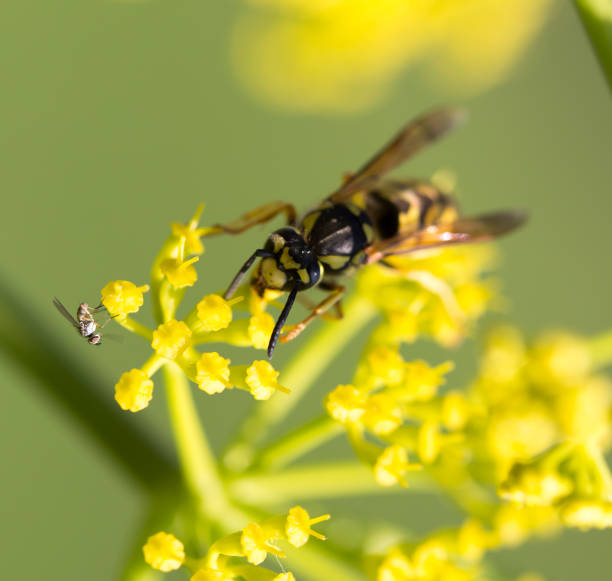 istock Wasp on yellow flower in nature 686840128