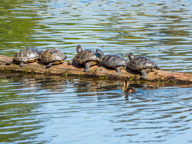 istock Duckling swims by a  log with suntanning turtles 686840188