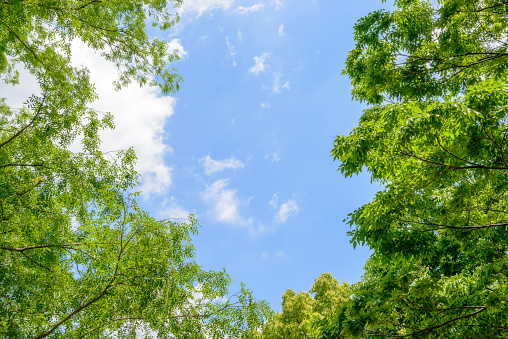 Fresh green trees and blue sky and clouds. A sunny day in May. Symbol of ecology.