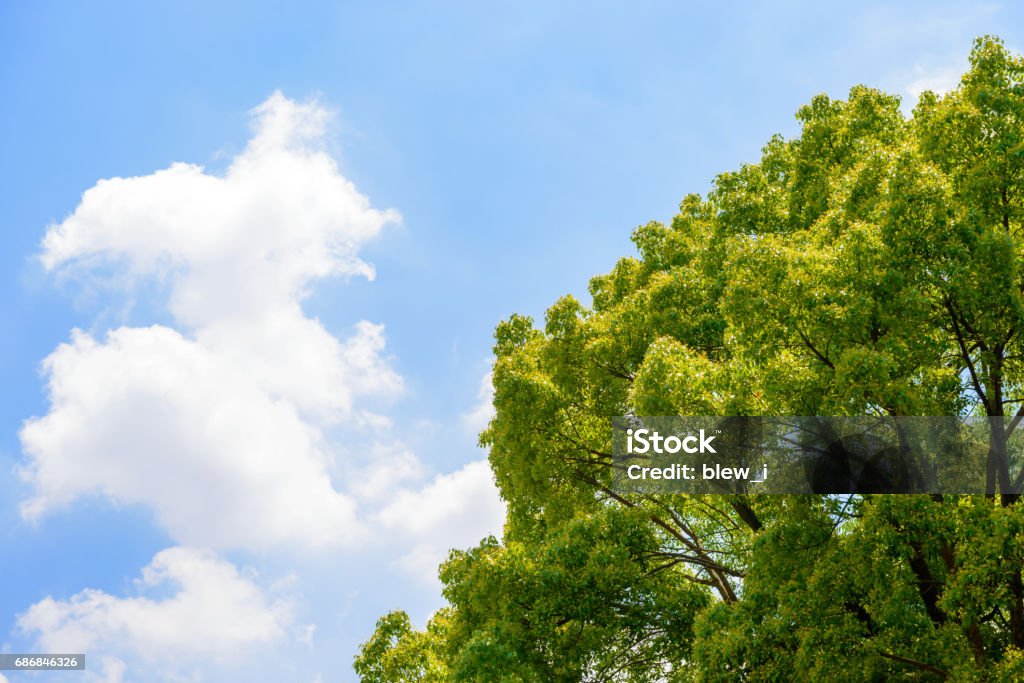 Taze yeşil ağaçlar ve mavi gökyüzü ve bulutlar. - Royalty-free Arka planlar Stok görsel
