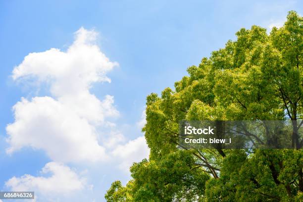 Taze Yeşil Ağaçlar Ve Mavi Gökyüzü Ve Bulutlar Stok Fotoğraflar & Arka planlar‘nin Daha Fazla Resimleri - Arka planlar, Ağaç, Bitki