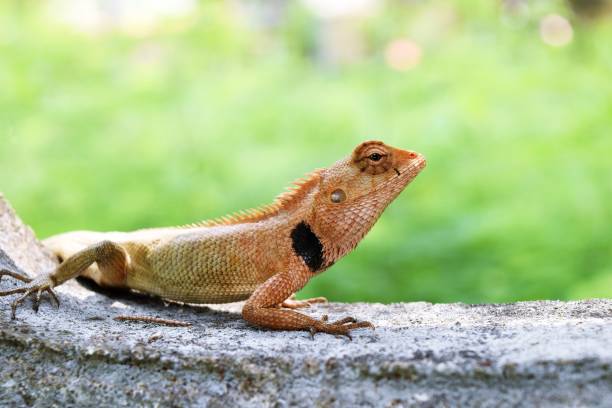 istock Close - up Thai chameleon on wall with natural green background 686848848
