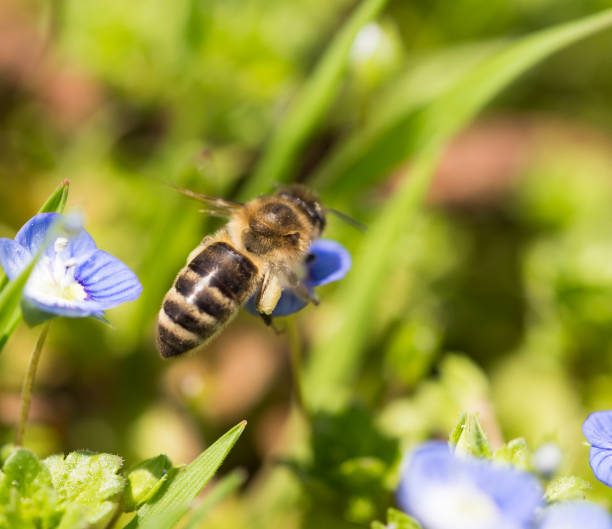 istock Bee on little blue flowers in nature 686849600