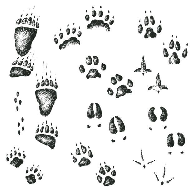 ilustrações, clipart, desenhos animados e ícones de conjunto de vetores de andar faixas madeira de aves e animais selvagens - animal track