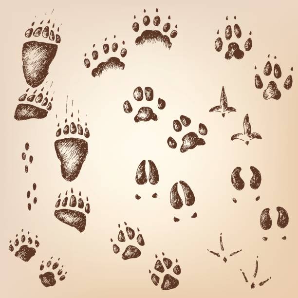 ilustraciones, imágenes clip art, dibujos animados e iconos de stock de conjunto de vector de a pie de pistas de animales y aves madera salvaje - urogallo